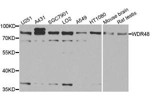 Western blot analysis of extracts of various cell lines, using WDR48 antibody. (WDR48 抗体  (AA 450-677))