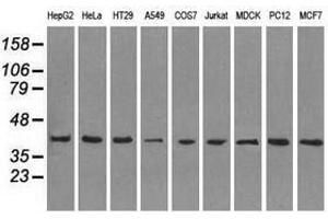 Image no. 2 for anti-Mitogen-Activated Protein Kinase 1 (MAPK1) antibody (ABIN1499293) (ERK2 抗体)