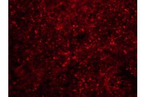 Immunofluorescence (IF) image for anti-Lipoprotein-Associated phospholipase A2 (Lp-PLA2) (AA 301-441) antibody (ABIN686722)