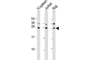 All lanes : Anti-GZMH Antibody (N-Term) at 1:2000 dilution Lane 1: human spleen lysates Lane 2: Jurkat whole cell lysates Lane 3: Raji whole cell lysates Lysates/proteins at 20 μg per lane.