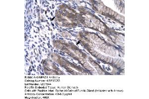 Human Stomach (NPAS1 抗体  (C-Term))