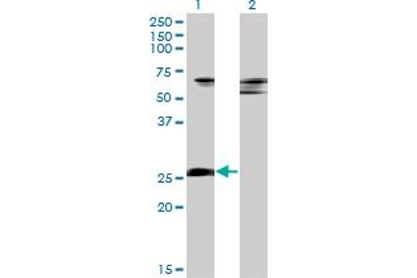 ZNF266 抗体  (AA 274-346)
