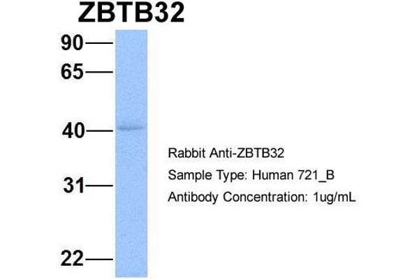 ZBTB32 抗体  (N-Term)