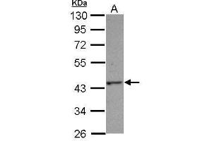 WB Image Sample (30 ug of whole cell lysate) A: Jurkat 10% SDS PAGE antibody diluted at 1:1000 (C14orf94 抗体)