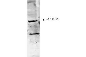 Western blot analysis using  Immunochemical's Affinity Purified anti-Neu2 antibody to detect Neu-2 present in a lysate expressing human Neu2 (1. (NEU1 抗体  (Internal Region))