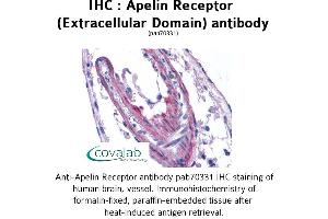 Image no. 1 for anti-Apelin Receptor (APLNR) (2nd Extracellular Domain) antibody (ABIN1731853)