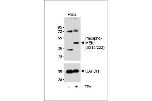 Western blot analysis of lysates from Hela cell line, untreated or treated with T(200nM, 30 min), using Bi-Phospho-MEK1(/222) Antibody (upper) or GDH (lower). (MEK1 抗体  (pSer218, pSer222))