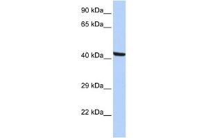 WB Suggested Anti-KPTN Antibody Titration: 0. (KPTN 抗体  (N-Term))