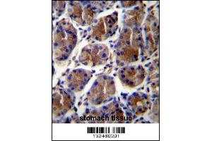 GIF Antibody immunohistochemistry analysis in formalin fixed and paraffin embedded human stomach tissue followed by peroxidase conjugation of the secondary antibody and DAB staining.