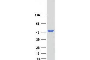 Western Blotting (WB) image for Jun D Proto-Oncogene (JUND) protein (Myc-DYKDDDDK Tag) (ABIN2723947)