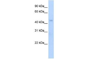 Western Blot showing Rgs7 antibody used at a concentration of 1-2 ug/ml to detect its target protein. (RGS7 抗体  (N-Term))