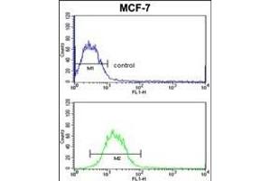 Flow Cytometry (FACS) image for anti-Small Nuclear Ribonucleoprotein Polypeptides B and B1 (SNRPB) (AA 34-65), (N-Term) antibody (ABIN650785)