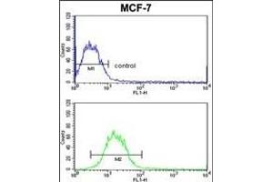 SNRPB Antibody (N-term R49) (ABIN650785 and ABIN2839557) flow cytometric analysis of MCF-7 cells (bottom histogram) compared to a negative control cell (top histogram). (SNRPB 抗体  (N-Term))