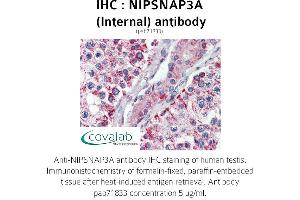 Image no. 2 for anti-Nipsnap Homolog 3A (NIPSNAP3A) (Internal Region) antibody (ABIN1737368) (NIPSNAP3A 抗体  (Internal Region))