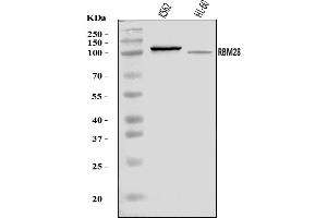 Western blot analysis of RBM28 using anti-RBM28 antibody (ABIN7600351).