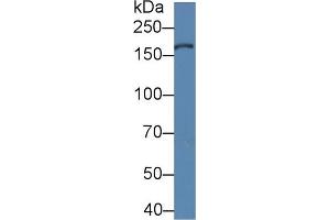 XDH anticorps  (AA 1-300)