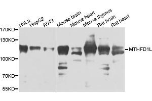 Western blot analysis of extracts of various cell lines, using MTHFD1L antibody. (MTHFD1L 抗体)