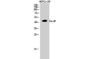 Western Blotting (WB) image for anti-Guanine Nucleotide Binding Protein, alpha Stimulating, Olfactory Type (GNAL) (Internal Region) antibody (ABIN3175451) (GNAL 抗体  (Internal Region))