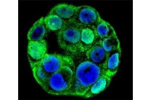 Confocal immunofluorescent analysis of SP1 antibody with WiDr cells followed by Alexa Fluor 488-conjugated goat anti-rabbit lgG (green). (SP1 抗体  (AA 677-707))