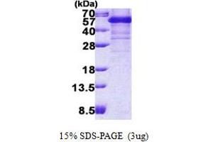TAR DNA Binding Protein (TARDBP) (AA 1-414) protein (His tag)