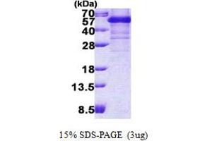 SDS-PAGE (SDS) image for TAR DNA Binding Protein (TARDBP) (AA 1-414) protein (His tag) (ABIN5852969) (TARDBP Protein (AA 1-414) (His tag))