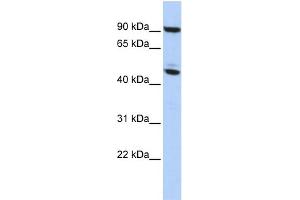 WB Suggested Anti-MECP2 Antibody Titration:  0. (MECP2 抗体  (N-Term))