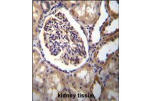 AKR1C3 Antibody immunohistochemistry analysis in formalin fixed and paraffin embedded human kidney tissue followed by peroxidase conjugation of the secondary antibody and DAB staining. (AKR1C3 抗体  (AA 107-135))
