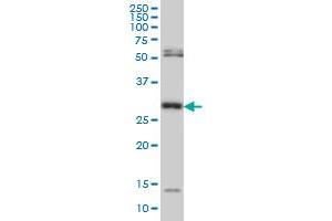 Western Blotting (WB) image for anti-N-Methylpurine-DNA Glycosylase (MPG) (AA 1-90) antibody (ABIN598818) (MPG 抗体  (AA 1-90))