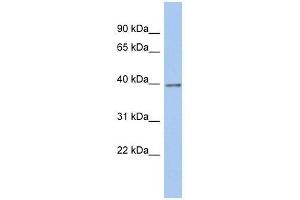 ZNF670 antibody used at 0. (ZNF670 抗体  (N-Term))