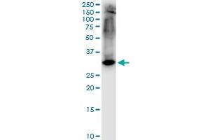 STX1A monoclonal antibody (M02), clone 1B11-1A8. (STX1A 抗体  (AA 1-251))