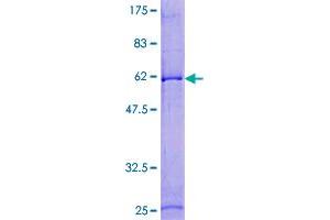 RCAS1 Protein (AA 1-213) (GST tag)