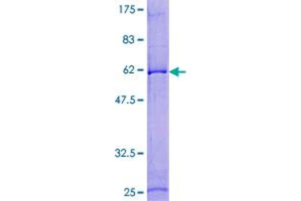 RCAS1 Protein (AA 1-213) (GST tag)