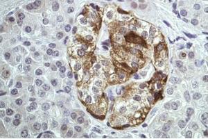 IHC-P Image Immunohistochemical analysis of paraffin-embedded Human pancreas tissue, using ANXA2, antibody at 1:100 dilution. (Annexin A2 抗体  (N-Term))