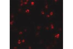 Immunofluorescence staining of human spleen tissue with 20 ug/mL FRMPD1 polyclonal antibody .