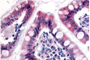 Anti-ESRRG / ERR3 antibody  ABIN1048588 IHC staining of human small intestine. (ESRRG 抗体  (N-Term))