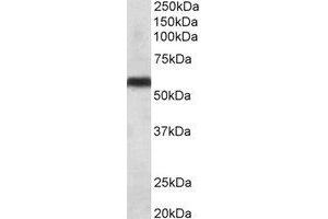 Western Blotting (WB) image for anti-Cytochrome P450, Family 2, Subfamily C, Polypeptide 8 (CYP2C8) (Internal Region) antibody (ABIN2464951) (CYP2C8 抗体  (Internal Region))