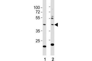 Western blot testing of E2F1 antibody at 1:1000 dilution. (E2F1 抗体  (AA 342-371))