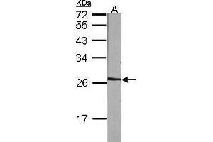 WB Image Sample (30 ug of whole cell lysate) A:NIH-3T3 12% SDS PAGE antibody diluted at 1:1000 (NME5 抗体  (Center))