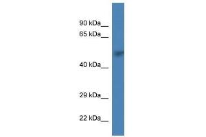 Western Blot showing Prim1 antibody used at a concentration of 1. (PRIM1 抗体  (C-Term))
