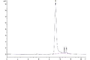 Size-exclusion chromatography-High Pressure Liquid Chromatography (SEC-HPLC) image for Interferon gamma (IFNG) (AA 24-161) protein (His-Avi Tag,Biotin) (ABIN7274848)