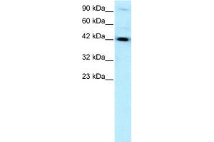 WB Suggested Anti-HNF1B Antibody Titration:  0. (HNF1B 抗体  (N-Term))