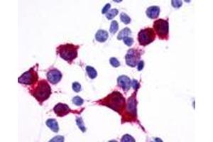 Anti-GPR137B / TM7SF1 antibody immunocytochemistry (ICC) staining of HEK293 human embryonic kidney cells transfected with GPR137B / TM7SF1. (GPR137B 抗体  (C-Term))