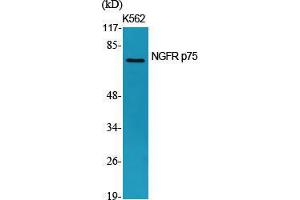 Western Blot (WB) analysis of specific cells using NGFR p75 Polyclonal Antibody. (NGFR 抗体  (Internal Region))