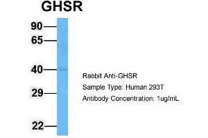 Host: Rabbit  Target Name: GHSR  Sample Tissue: Human 293T  Antibody Dilution: 1. (GHSR 抗体  (C-Term))