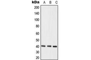 Western blot analysis of hNRNP C expression in MCF7 (A), K562 (B), HeLa (C) whole cell lysates. (HNRNPC 抗体  (C-Term))