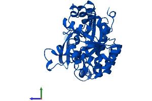 Protein Structure (PS) image for Aminocarboxymuconate Semialdehyde Decarboxylase (ACMSD) (AA 1-336) protein (His tag) (ABIN7551944)