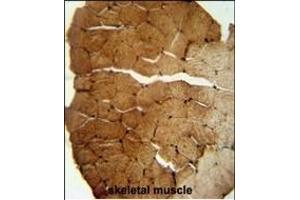 Immunohistochemistry (Paraffin-embedded Sections) (IHC (p)) image for anti-Solute Carrier Family 35, Member B2 (SLC35B2) (AA 393-421), (C-Term) antibody (ABIN653997)