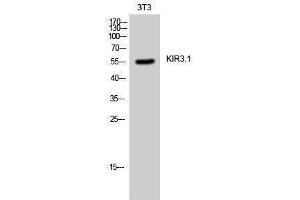 Western Blotting (WB) image for anti-Potassium Inwardly-Rectifying Channel, Subfamily J, Member 3 (KCNJ3) (Ser685) antibody (ABIN3175769) (KCNJ3 抗体  (Ser685))