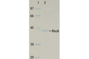 SDS-PAGE (SDS) image for RecA (Active) protein (ABIN2452179) (RecA (Active) 蛋白)