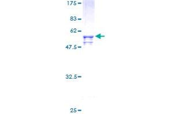 SOX15 Protein (AA 1-233) (GST tag)